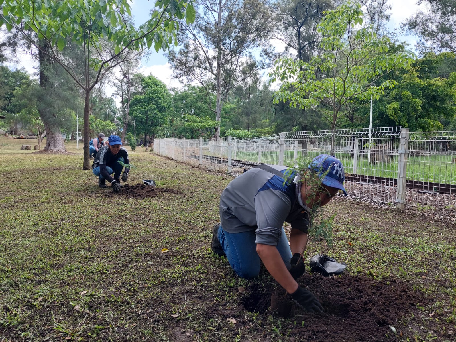 Proponen hacer obligatorio plantar un árbol para obtener título