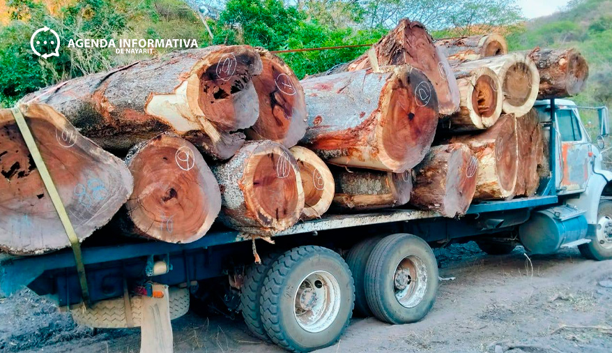 Solicitan intervención del gobernador de Nayarit ante tala de árboles en ejido Wixárika