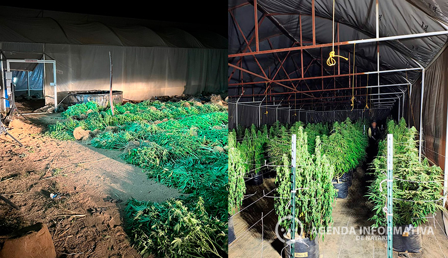 Aseguran invernadero con 200 plantas de marihuana en Jala, Nayarit