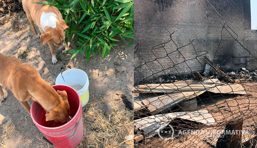 Ataque a refugio animal en Tepic deja seis perros muertos y pérdidas totales; exigen justicia