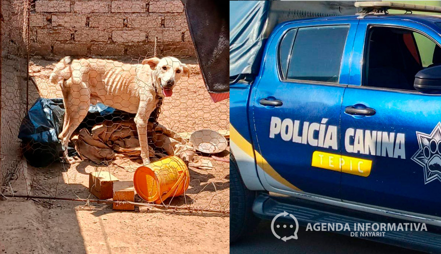 Rescatan a perrito víctima de maltrato en fraccionamiento Aramara 2