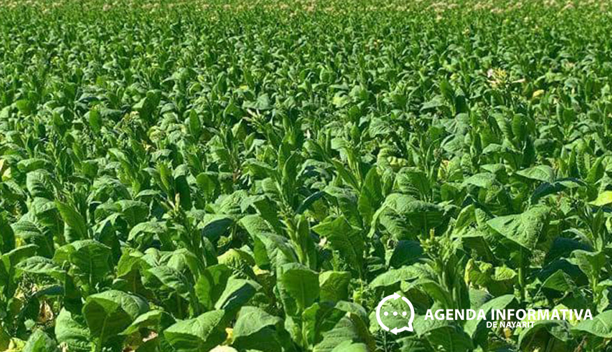 Nayarit lidera producción nacional de seis cultivos por tercer año consecutivo