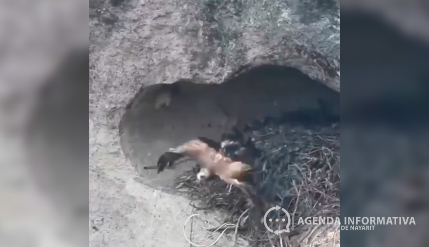Video: Detectan nido de Águila Real en la Sierra de Álica, Nayarit