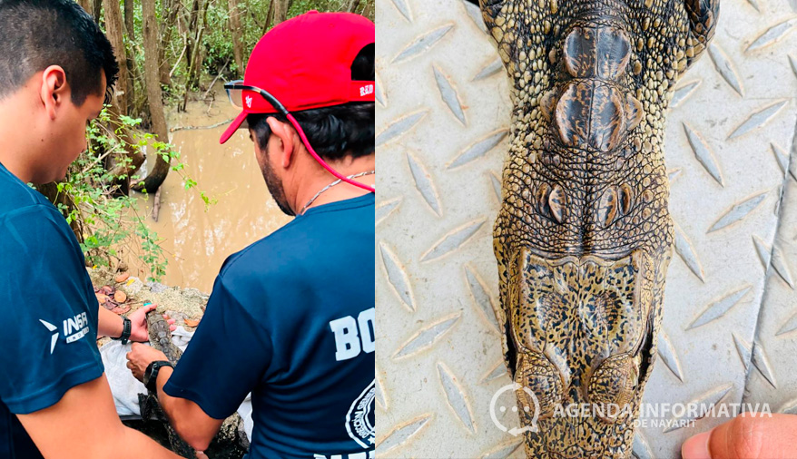 Reubican a cocodrilo encontrado dentro de una vivienda en Bahía de Banderas