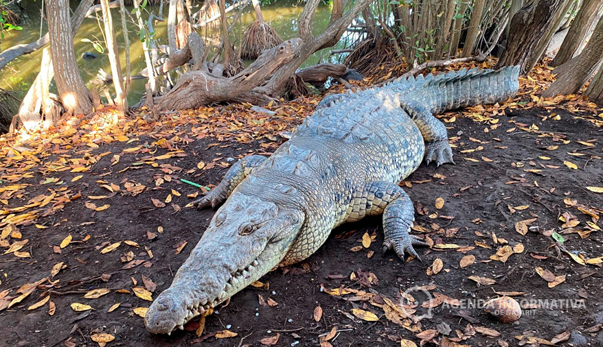 Cocodrilo ataca a menor en La Peñita de Jaltemba, Nayarit