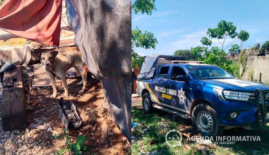 Rescatan a dos perritos víctimas de maltrato en la colonia Faisán, Tepic