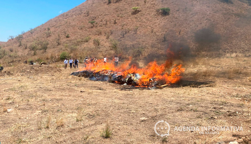 FGR destruye casi 500 kilos de droga y 77 tragamonedas en Nayarit
