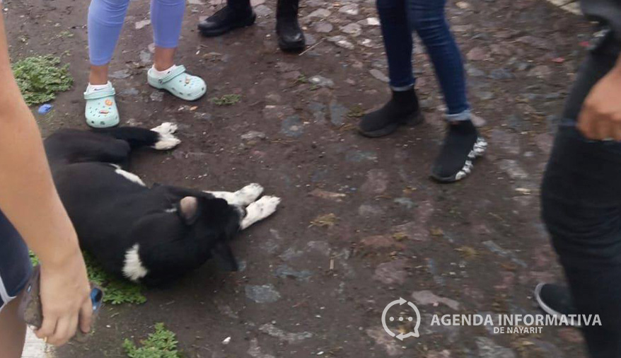 Lanzan a un perrito desde un tercer piso en la colonia Montecarlo de Tepic