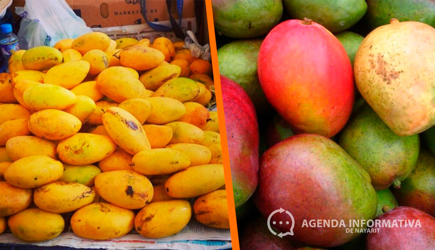 Precio del mango cae hasta los 3 pesos por kilo en Nayarit