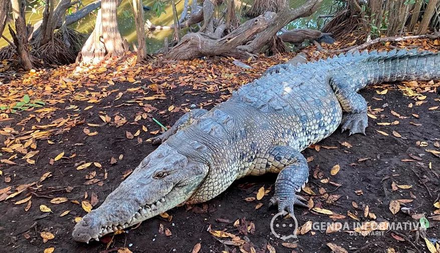 Organizan mesa de trabajo sobre convivencia con cocodrilos en Jalisco y Nayarit