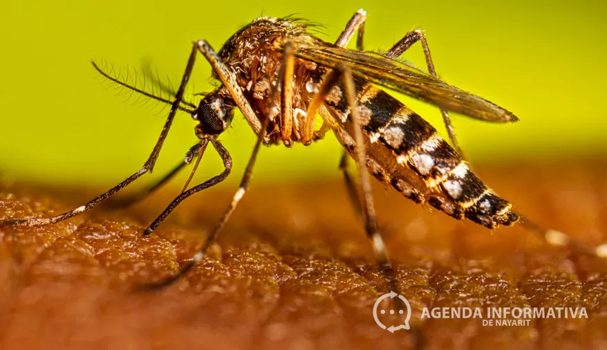 Nayarit suma 82 casos confirmados de dengue no grave