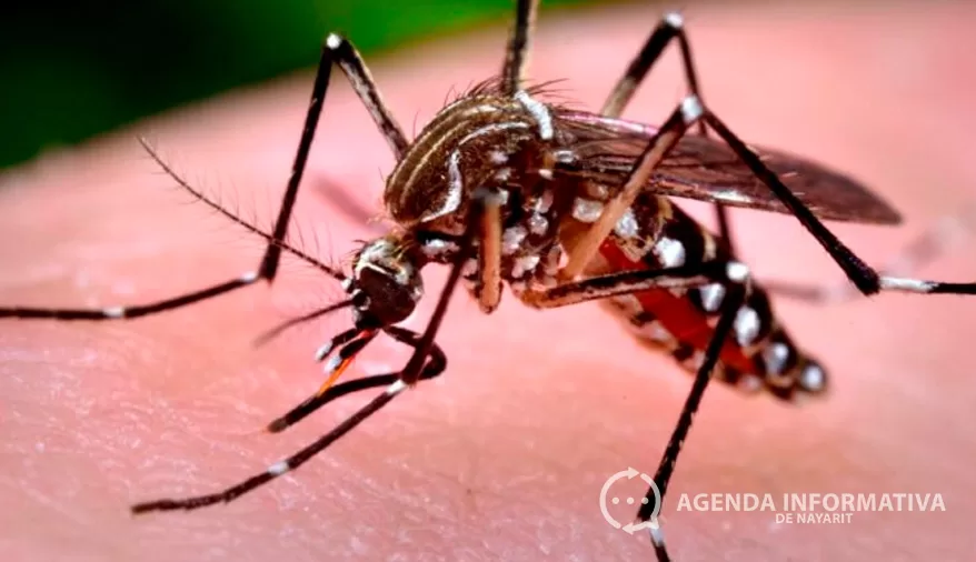 Se investigan tres posibles muertes por dengue en Nayarit