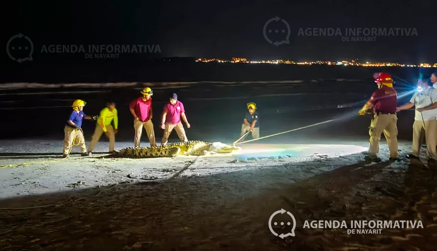 Lanzarán “Patrulla Cocodrilo” en Bahía de Banderas ante aumento de avistamientos