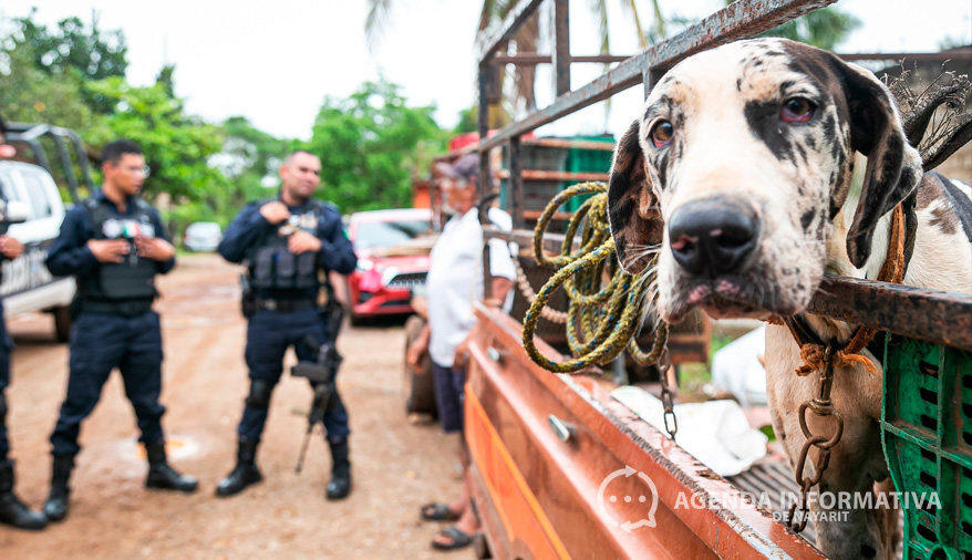 Perrita maltratada ahora entrenará para salvar vidas en Compostela
