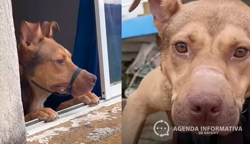 Policía Canina de Tepic rescata a perrito víctima de maltrato