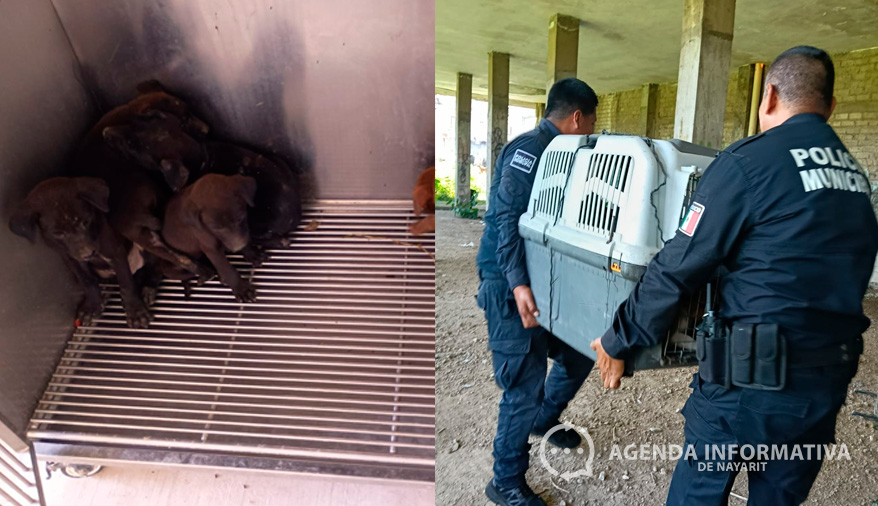Policía de Tepic rescata a nueve perritos abandonados en lote baldío de Las Brisas