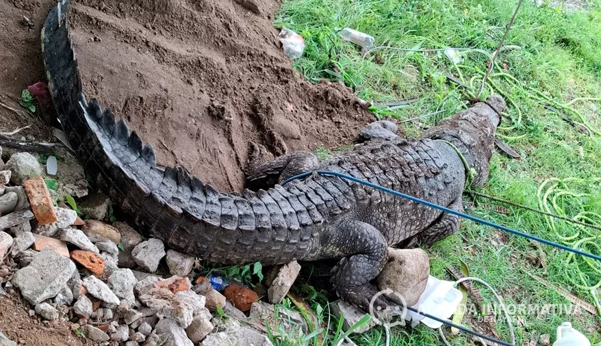 Bomberos reubican a cocodrilo de 3.49 metros en Rincón de Guayabitos