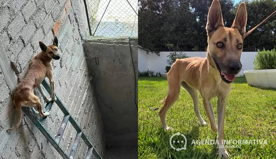Rescatan a perrita víctima de maltrato en Tepic