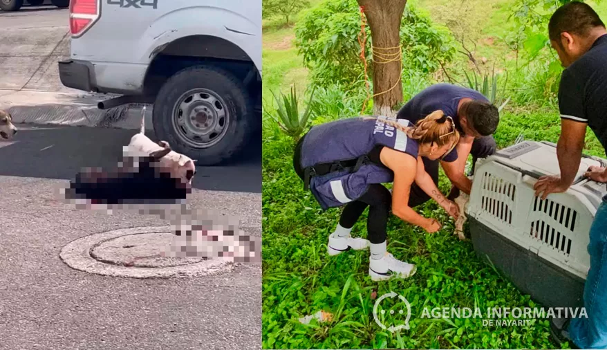 Resguardan a perro agresivo en Puerta Jardín, Tepic