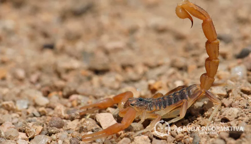 Suero antialacrán escasea en zonas rurales de Nayarit