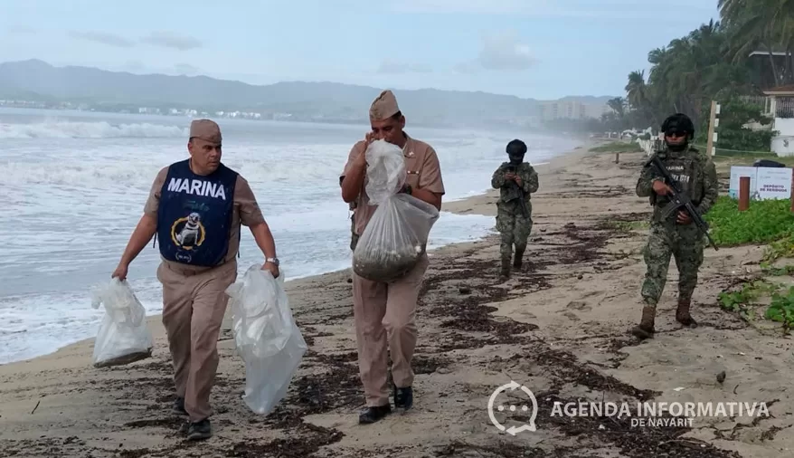 Rescatan y resguardan 103 huevos de tortuga marina en Playa Fibba, Nuevo Nayarit.