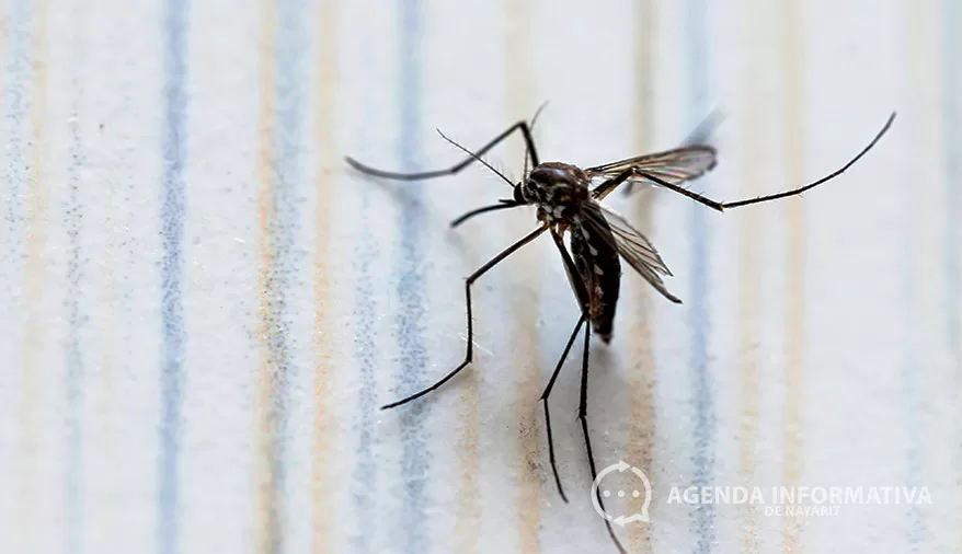 Nayarit registra 186 casos de dengue y una defunción en lo que va del 2025