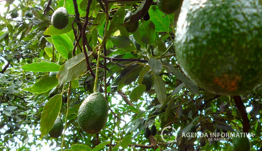 Obtiene Nayarit certificación para exportar aguacate a Estados Unidos