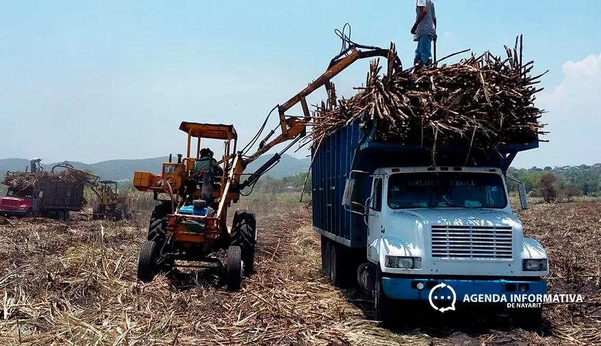 México eleva aranceles al azúcar hasta 210%; medida podría favorecer a cañicultores de Nayarit