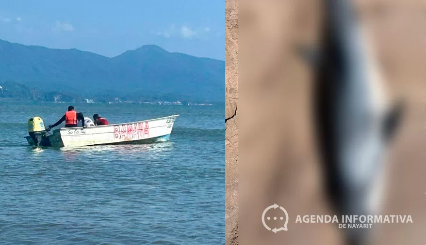 Delfín aparece muerto en playa Las Islitas, San Blas