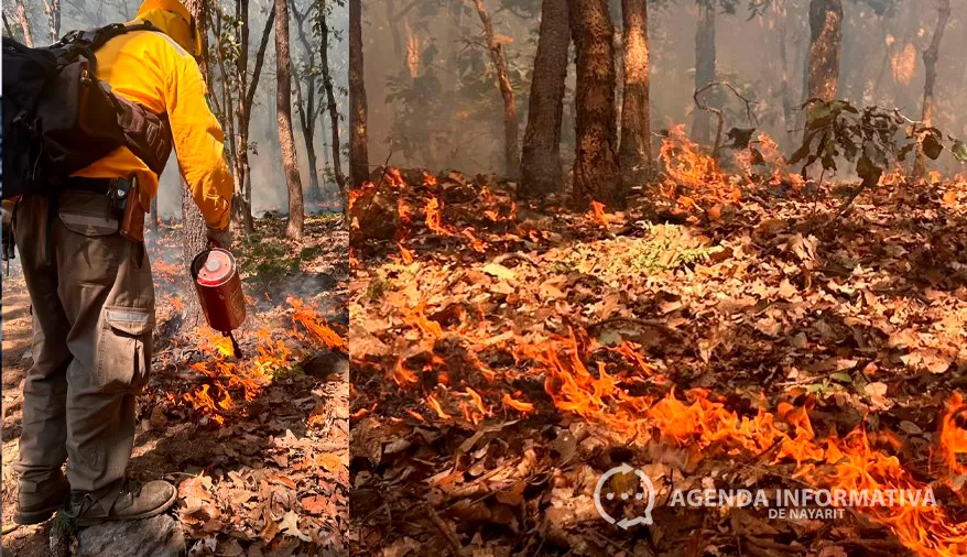 Concluye CONAFOR tercer día de quema prescrita en el Ejido El Ermitaño