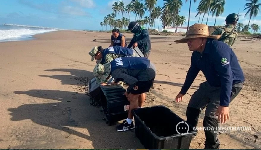 Recupera Semar más de 60 mil huevos de tortuga marina y libera 23 mil crías en playas de Nayarit