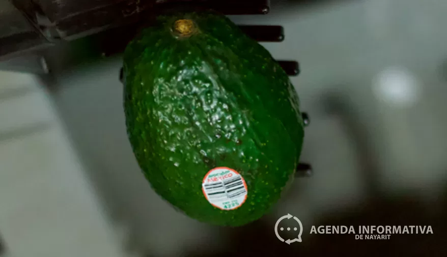 Solo Michoacán y Jalisco están autorizados para exportar aguacate a Estados Unidos