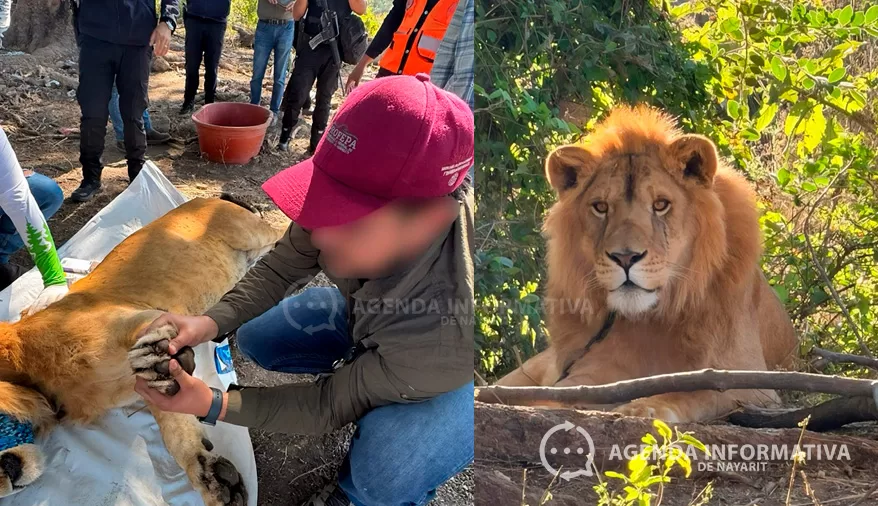 Localiza Profepa a león amarrado y con lesiones en predio de Nayarit