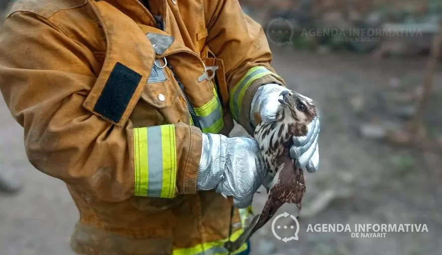 Rescatan águila de cola roja lesionada en una vivienda de Jala
