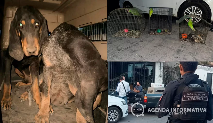 Cateo en Tepic permite rescate de animales en condiciones de abandono