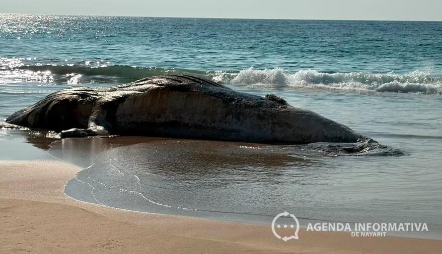 Exigen acción urgente por muerte de ballenas jorobadas en Bahía de Banderas