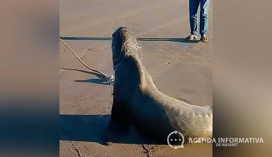 Avistan lobo marino en Palmar de Cuautla; autoridades buscan ubicarlo