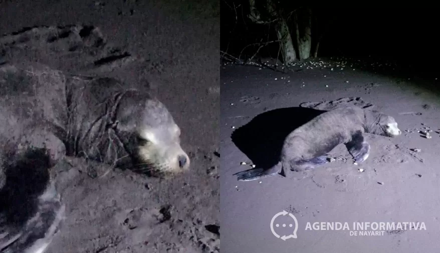 Rescatan a lobo marino enredado en malla en Santiago Ixcuintla