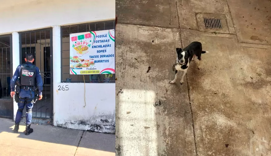 Investigan presunto caso de maltrato animal en la colonia Aramara II en Tepic