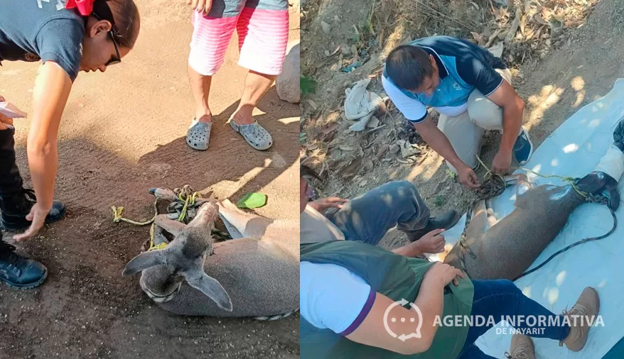 Rescatan y liberan a venada en gestación tras ataque de perros en Bahía de Banderas